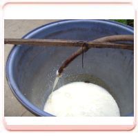 採收前兩個月使用牛奶和豆漿當肥料